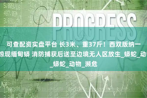 可查配资实盘平台 长3米、重37斤！西双版纳一甘蔗地惊现缅甸蟒 消防捕获后送至边境无人区放生_蟒蛇_动物_濒危
